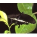 Citrus Swallowtail POT LUCK collection of 15 eggs or 10 larvae, according to availability